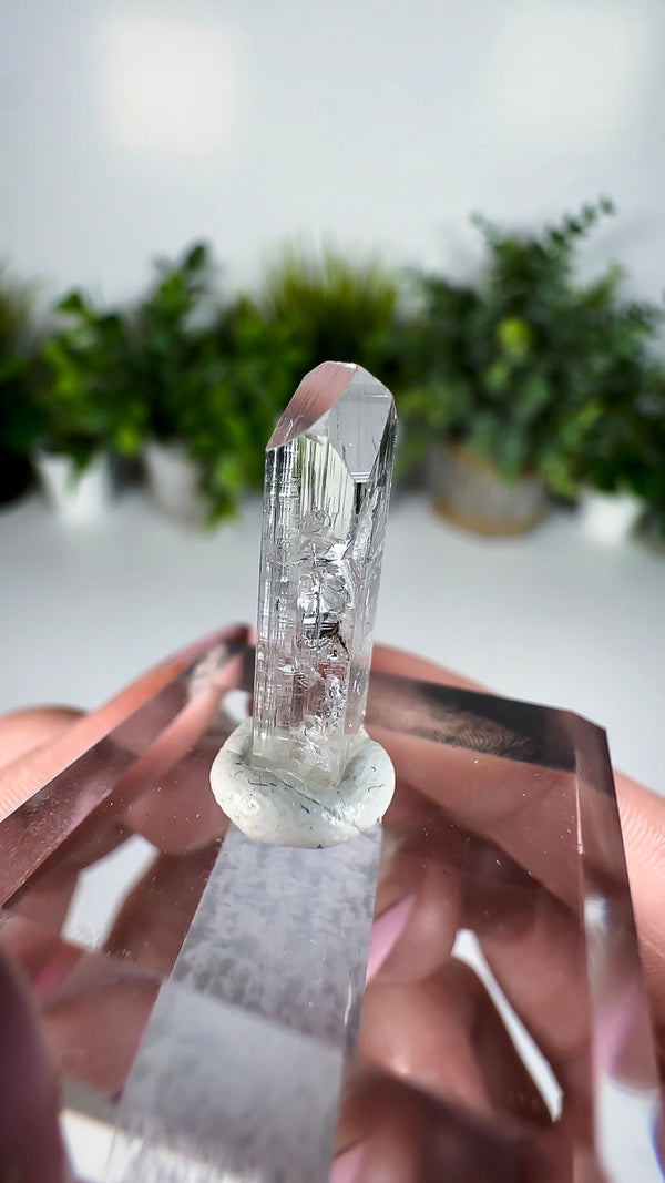 Gem Danburite Specimen from Aurora Mine, Charcas, San Luis Potosí, Mexico