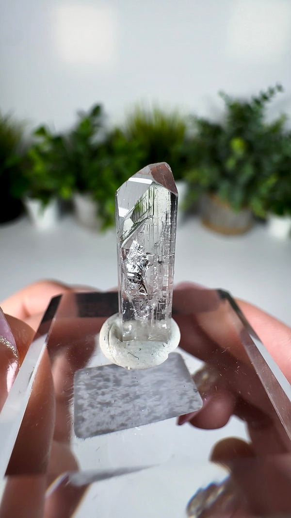 Gem Danburite Specimen from Aurora Mine, Charcas, San Luis Potosí, Mexico