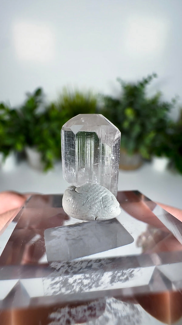 Gem Danburite Specimen from Aurora Mine, Charcas, San Luis Potosí, Mexico