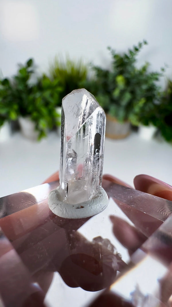 Gem Danburite Specimen from Aurora Mine, Charcas, San Luis Potosí, Mexico