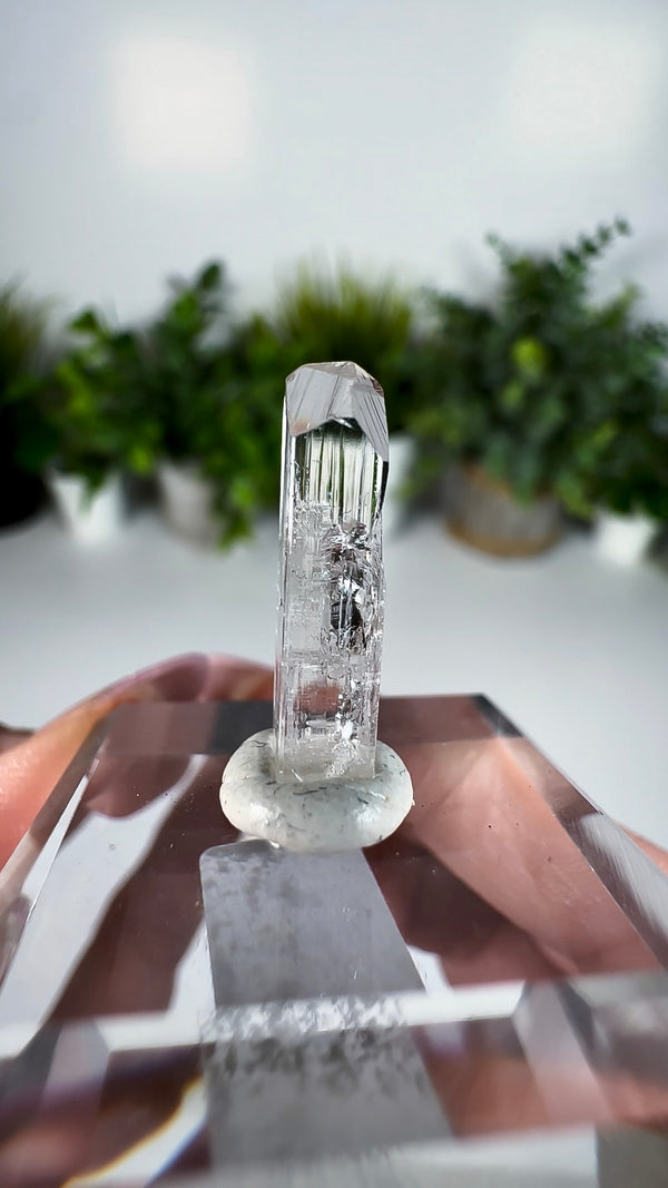 Gem Danburite Specimen from Aurora Mine, Charcas, San Luis Potosí, Mexico