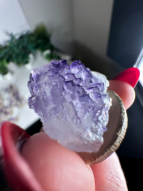 Fluorite from Tule Mine, Múzquiz Municipality, Coahuila, Mexico • ONE Intuitively Selected Múzquiz Fluorite Specimen