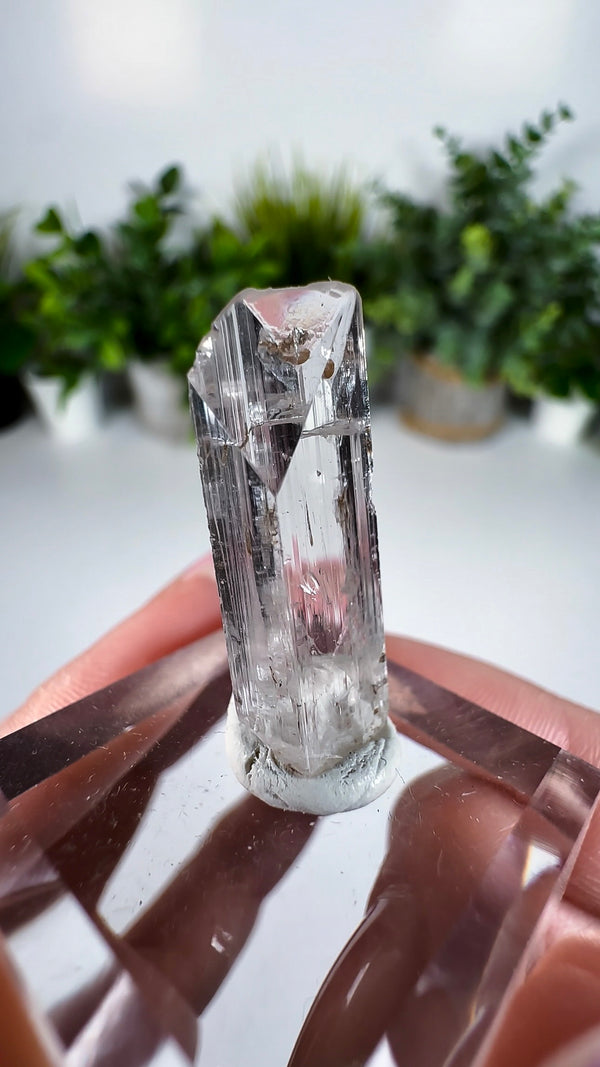 Gem Danburite Specimen from Aurora Mine, Charcas, San Luis Potosí, Mexico