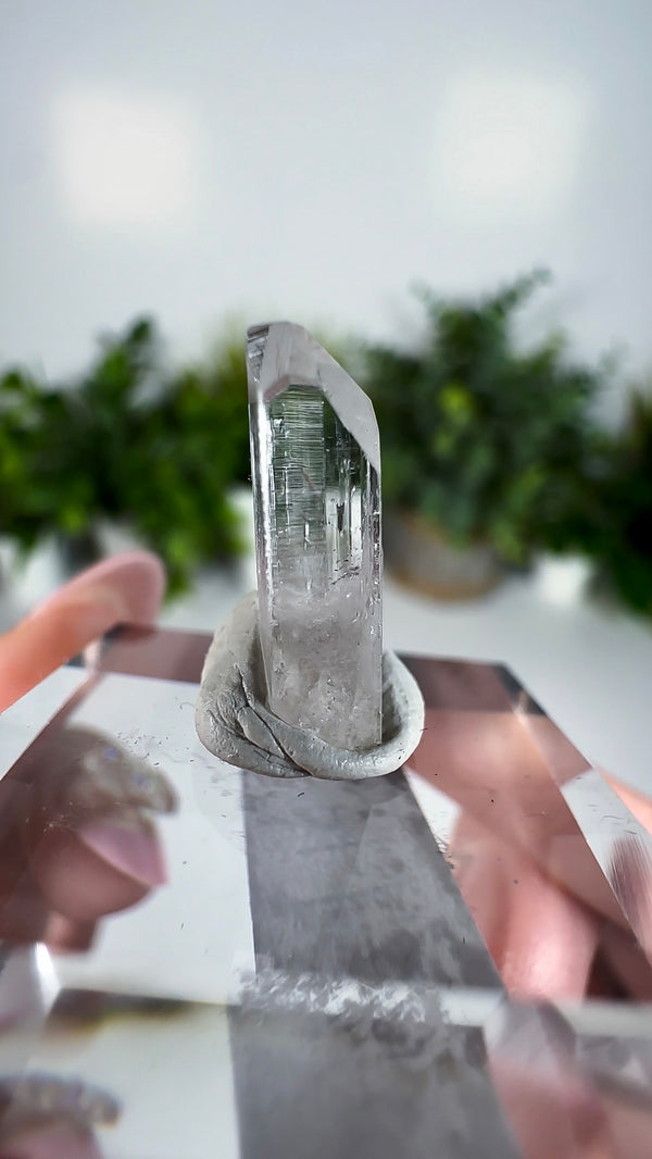 Gem Danburite Specimen from Aurora Mine, Charcas, San Luis Potosí, Mexico