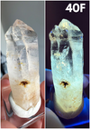 UV Reactive Petroleum-Included "Firefly" Quartz Specimens from Madagascar • Choose Your Own!