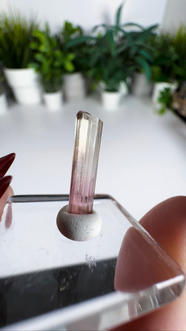 Multicolor Tourmaline Specimens from Paprok Mine! Choose Your Own!