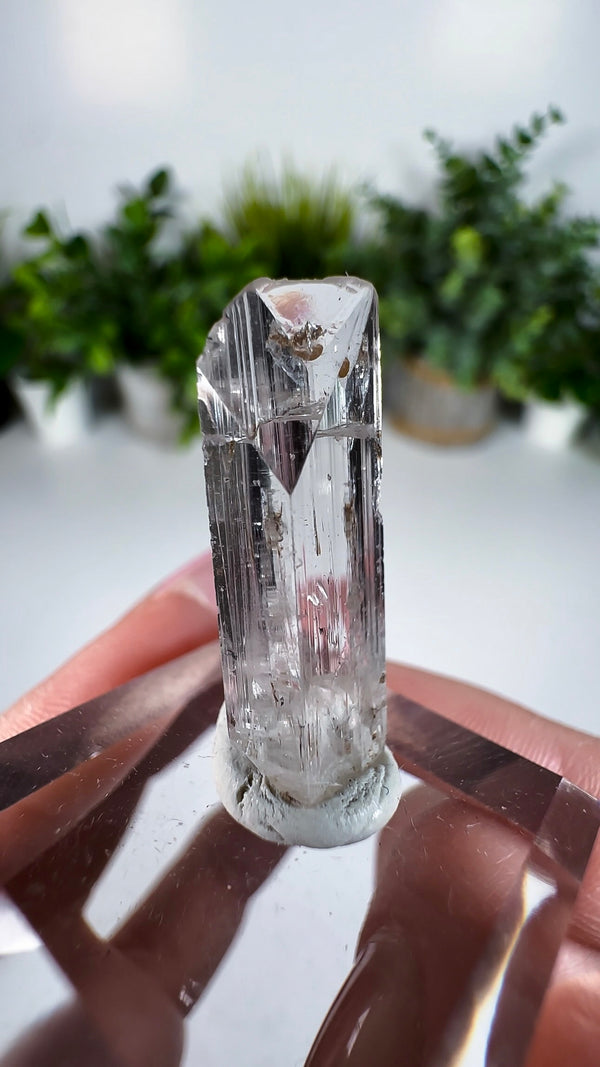 Gem Danburite Specimen from Aurora Mine, Charcas, San Luis Potosí, Mexico