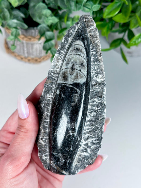 Orthoceras Fossil from Morocco (400-450 million years old!) • Choose Your Own!