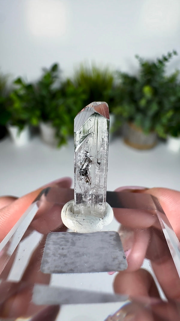 Gem Danburite Specimen from Aurora Mine, Charcas, San Luis Potosí, Mexico