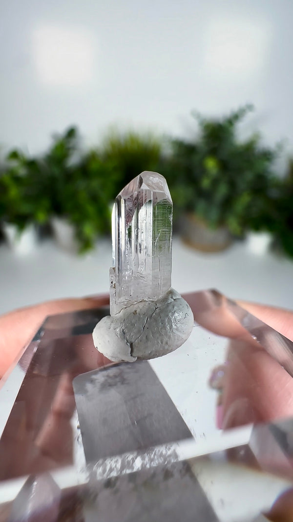 Gem Danburite Specimen from Aurora Mine, Charcas, San Luis Potosí, Mexico