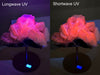 Sandwich Calcite Specimen with Custom Display Base from Fujian, China • UV Reactive!