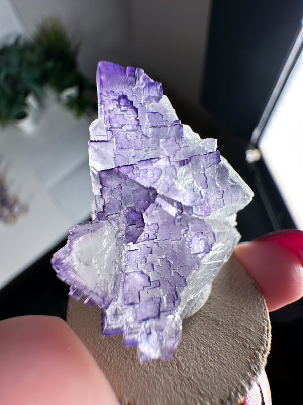 Fluorite from Tule Mine, Múzquiz Municipality, Coahuila, Mexico • ONE Intuitively Selected Múzquiz Fluorite Specimen
