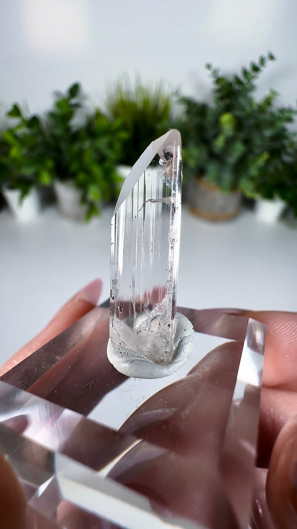 Gem Danburite Specimen from Aurora Mine, Charcas, San Luis Potosí, Mexico