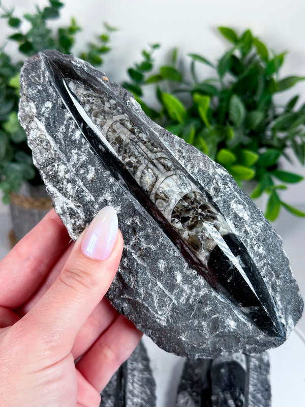 Orthoceras Fossil from Morocco (400-450 million years old!) • Choose Your Own!