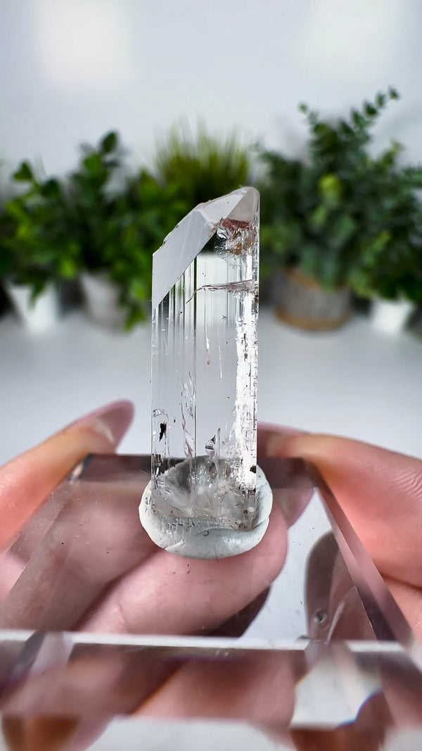Gem Danburite Specimen from Aurora Mine, Charcas, San Luis Potosí, Mexico