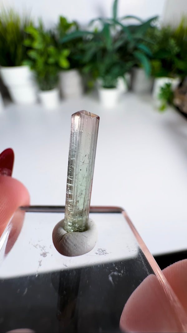 Multicolor Tourmaline Specimens from Paprok Mine! Choose Your Own!