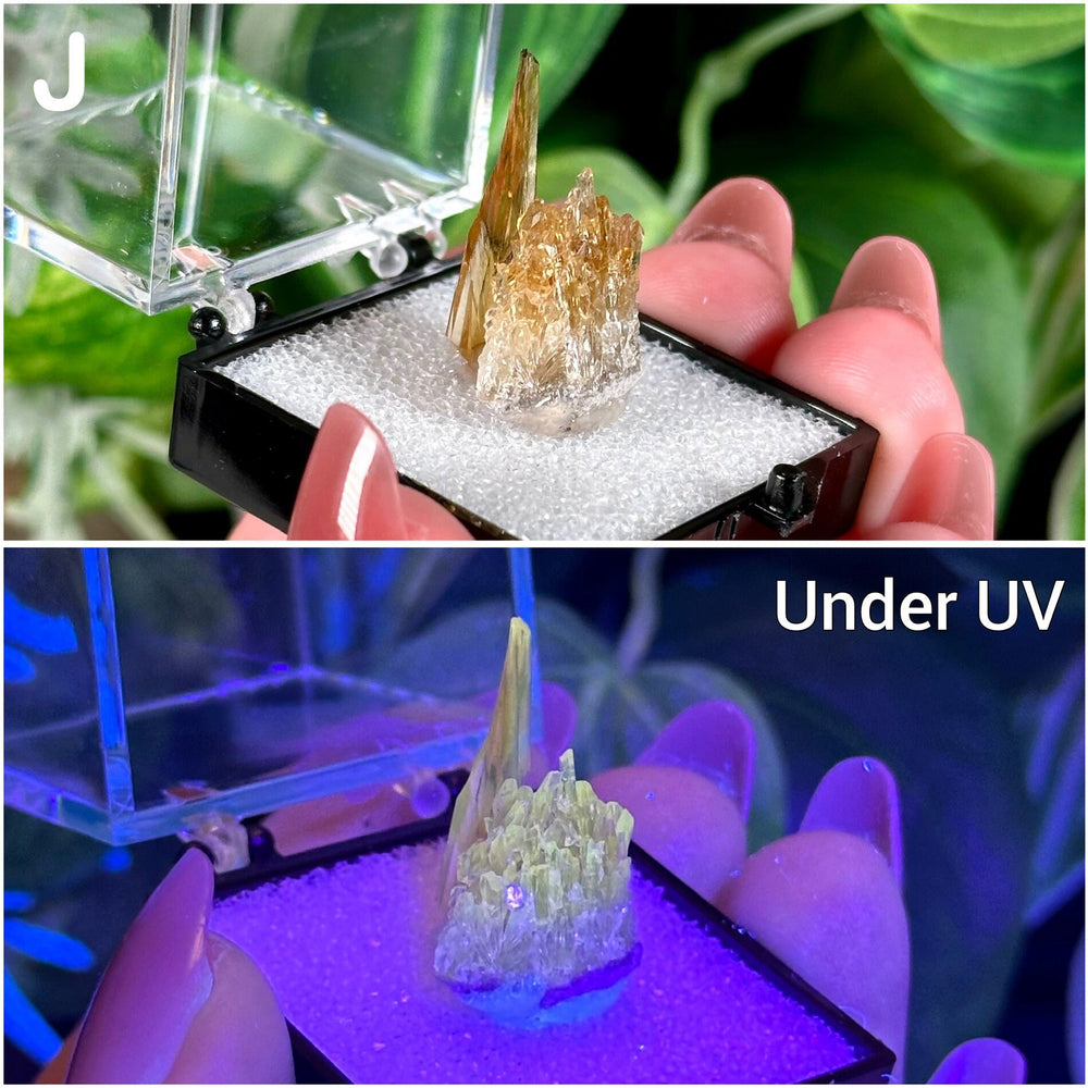 UV Reactive Amber Calcite Specimens  Raw Natural Fluorescent & Phosphorescent Amber Calcite Dogtooth Crystal Specimens  Choose Your Own!