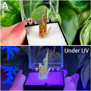 UV Reactive Amber Calcite Specimens  Raw Natural Fluorescent & Phosphorescent Amber Calcite Dogtooth Crystal Specimens  Choose Your Own!