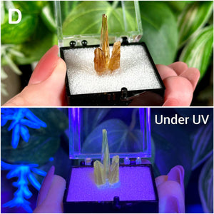 UV Reactive Amber Calcite Specimens  Raw Natural Fluorescent & Phosphorescent Amber Calcite Dogtooth Crystal Specimens  Choose Your Own!