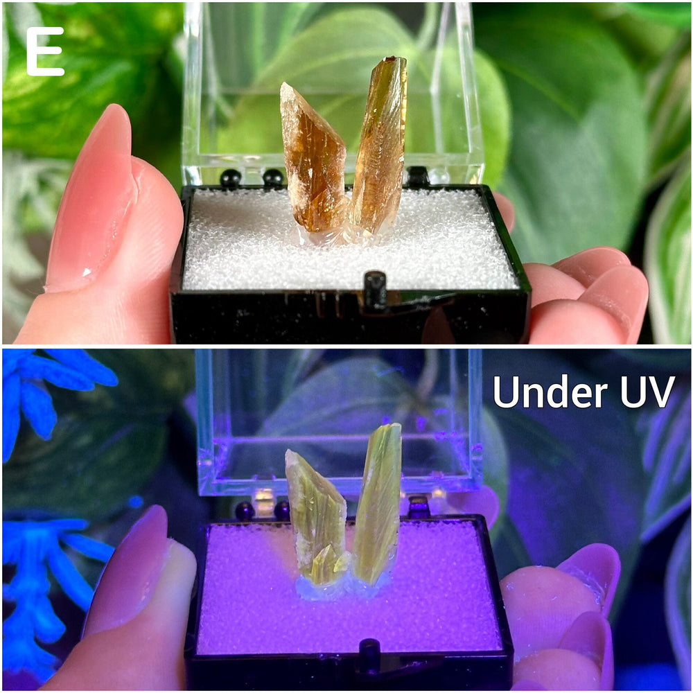 UV Reactive Amber Calcite Specimens  Raw Natural Fluorescent & Phosphorescent Amber Calcite Dogtooth Crystal Specimens  Choose Your Own!