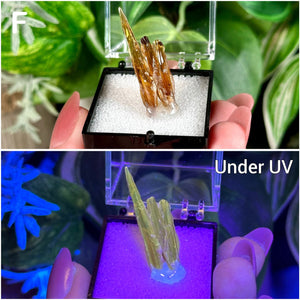 UV Reactive Amber Calcite Specimens  Raw Natural Fluorescent & Phosphorescent Amber Calcite Dogtooth Crystal Specimens  Choose Your Own!