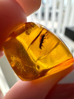 Fossil Amber Specimen from Chiapas, Mexico  Mexican Amber Specimen with Insect Fossil Inclusion