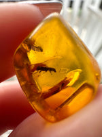 Fossil Amber Specimen from Chiapas, Mexico  Mexican Amber Specimen with Insect Fossil Inclusion