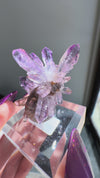 Amethyst "Flowers" with Sceptres, Reverse Sceptres & Calcite Associations on Matrix from "La Troje" Mine in Veracruz, Mexico (New Find!)